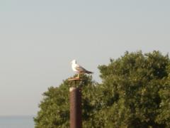 IMGP1900_Old_Nessebar_vue_appart.JPG